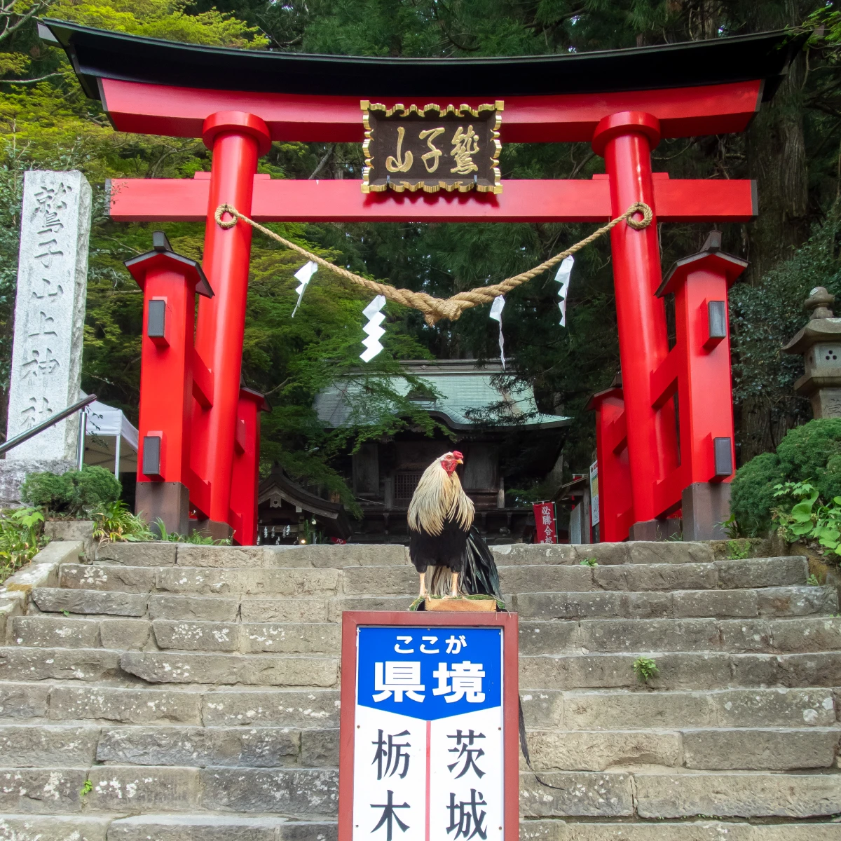 鷲子ふくろう70